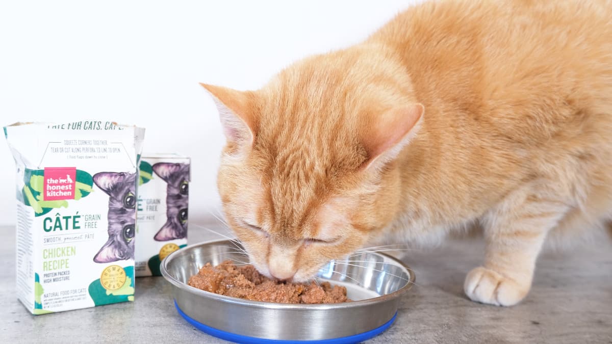 Made by Nacho Cat Food Review: Real Results You Can Trust