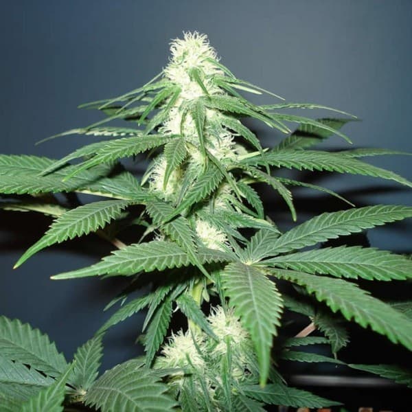 Warum Rhino Cannabis Samen die besten sind