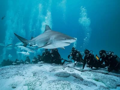Tauchschule Playa del Carmen: Perfekt für Anfänger und Profis