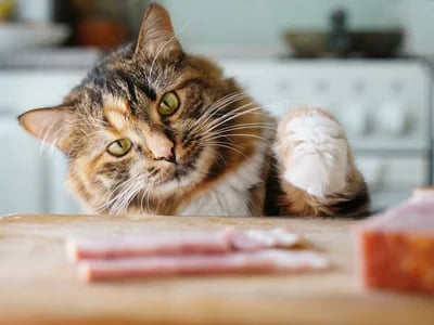 Made by Nacho Cat Food Review: Real Results You Can Trust
