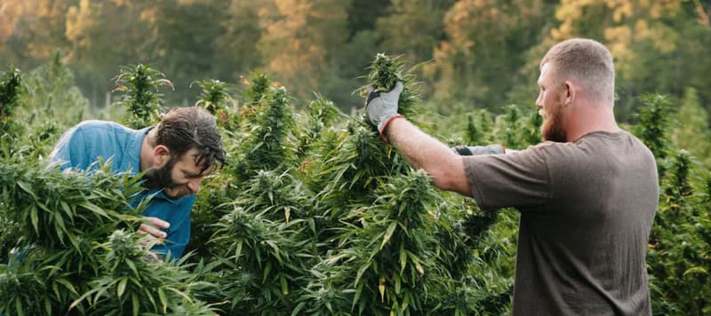 Cannabis Samen vs. CBD Öl: Unterschiede und Anwendungen