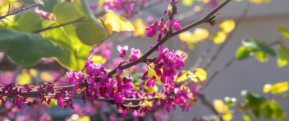 Wo kann man blühende Bäume kaufen? Die besten Quellen für Qualität und Vielfalt