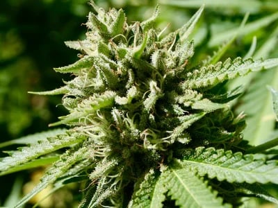 Cannabis Indica, feminisierte Sinsemilla und mehr – exklusiv bei Cannapot
