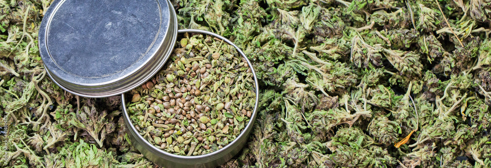 Die Legalisierung von Cannabis Samen weltweit verstehen