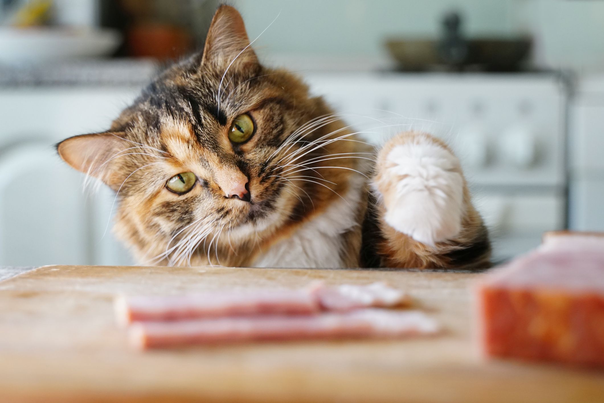 Made by Nacho Cat Food Review: Real Results You Can Trust