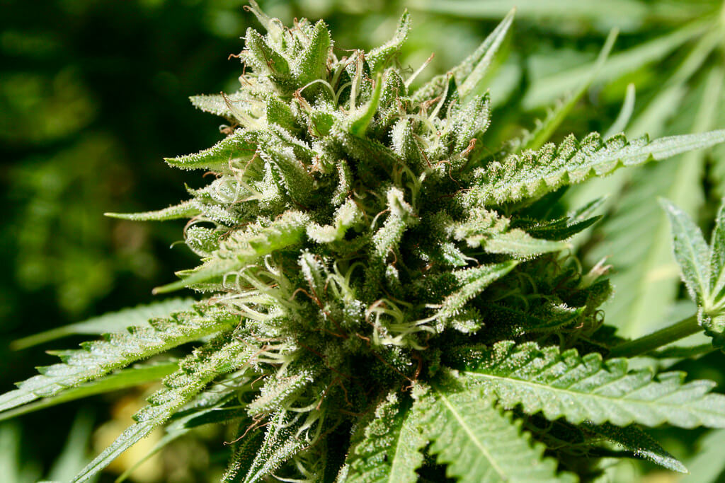 Cannabis Indica, feminisierte Sinsemilla und mehr – exklusiv bei Cannapot